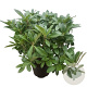 Rhododendron 'Scyphocalix' 30-40 cm 5,0L struik