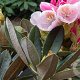 Rhododendron 'Silver Dane' 30-40 cm 5,0L struik