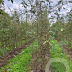 Sorbus aucuparia 250-300 cm draadkluit meerstammig 175-200 diameter