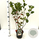 Aronia melanocarpa 50-60 cm 3,0L
