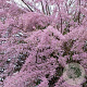 Tamarix tetrandra 250-300 cm cont. 110L