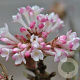 Viburnum bodn. 'Aberconway' 125-150 cm 50L