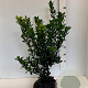 Ilex meserv. 'Blue Prince' 50-60 cm met kluit
