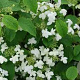 Viburnum plic. 'Mariesii Gr. Star' 80-100 cm 20L