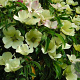 Cornus capitata 450-500 cm cont. 290L paraplu