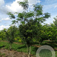 Gleditsia triacanthos inermis 350-400 cm draadkluit meerstammig