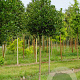 Ilex 'Nellie R. Stevens' 12-14 HO draadkluit