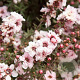 Leptospermum scop. 'Appleblossom' 10-15 cm 2,0L