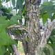 Liquidambar styraciflua 12-14 HO container