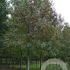 Liquidambar s. 'Worplesdon' 20-25 HO draadkluit