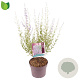 Perovskia atripl. 'Little Spire' 30-40 cm 3,0L