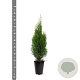 Thuja occ. 'Smaragd' 60-80 cm 4,0L