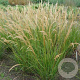 Achnatherum calamagrostis GM P9