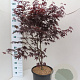 Acer pal. 'Bloodgood' 100-125 cm 20L