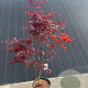 Acer pal. 'Bloodgood' 100-125 cm 20L