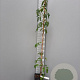 Akebia quinata 150-175 cm 5,0L