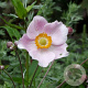 Anemone hyb. 'Ouvertüre' GM P9