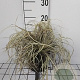 Carex oshim. 'Evergold' GM 2,0L