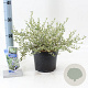 Ceanothus Cool Blue 25-30 cm 2,0L