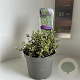 Ceanothus Cool Blue 25-30 cm 2,0L