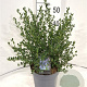 Ceanothus impressus 'Victoria' 30-40 cm 5,0L