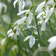 Galanthus nivalis GM P9