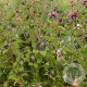 Geranium ph. 'Samobor' GM P9
