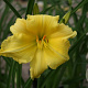 Hemerocallis 'Big Time Happy' GM P9