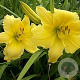 Hemerocallis 'Big Time Happy' GM P9