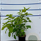 Hydrangea a. 'Annabelle' 60-80 cm 7,5L