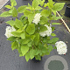 Hydrangea a. 'Annabelle' 60-80 cm 7,5L
