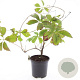 Parthenocissus quinquefolia GM C1.3