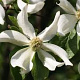 Cornus nuttallii 'Portlemouth' 150-175 cm 50L