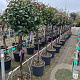 Photinia fraseri 'Red Robin' halfstam container