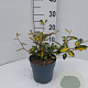 Elaeagnus pungens 'Maculata' 100-125 cm 20L
