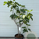 Ficus car. 'Rouge de Bordeaux' 100-125 cm 20L