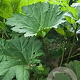 Gunnera manicata GM c20