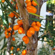 Hippophae rhamn. 'Hergo' 150-175 cm 20L