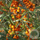 Hippophae rhamn. 'Leikora' 175-200 cm 20L