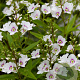 Parahebe catarractae 'Avalanche' GM C3