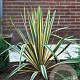 Yucca filamentosa 'Bright Edge' 100-125 cm 35L