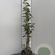 Hydrangea anomala petiolaris 80-100 cm 3,0L