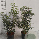 Prunus l. 'Angustifolia' 40-60 cm 3,0L