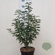 Prunus l. 'Angustifolia' 60-80 cm 5,0L