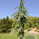 Cedrus deod. 'Eisregen' 125-150 cm 20L
