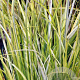 Acorus gramineus 'Ogon' GM P9