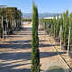 Cupressus semp. 'Pyramidalis' 175-200 cm 20L