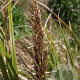 Carex paniculata GM M19