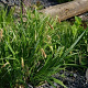 Carex pseudocyperus GM M19