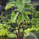 Colocasia esculenta GM P9